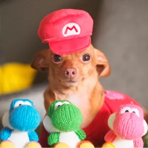 As melhores fantasias de cachorro do Instagram