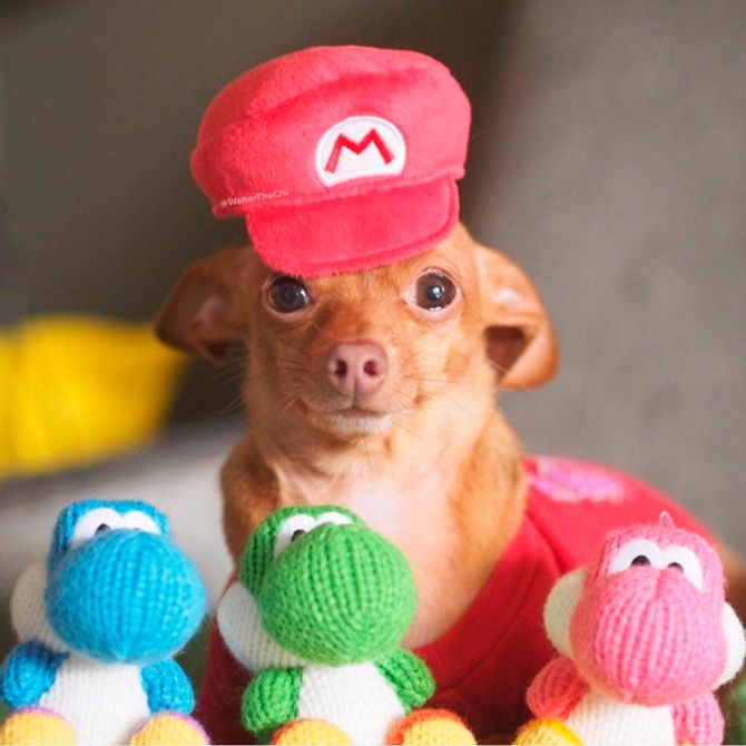 Melhores fantasias de cachorro