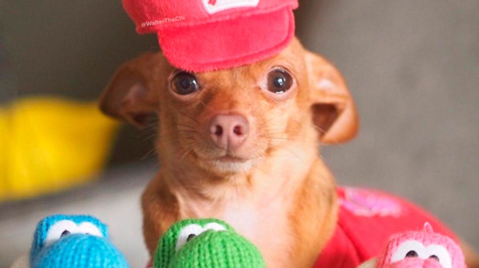 As melhores fantasias de cachorro do Instagram