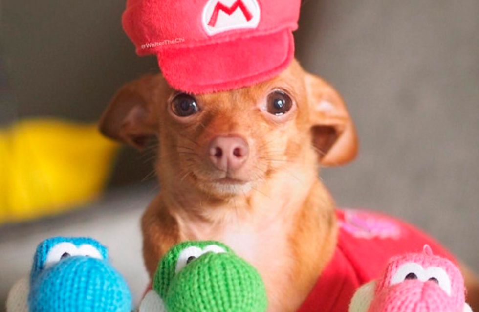 As melhores fantasias de cachorro do Instagram