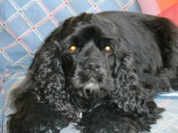 Mon chien est mort hier