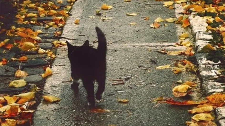 Gatinhos pretos comemorando o Halloween