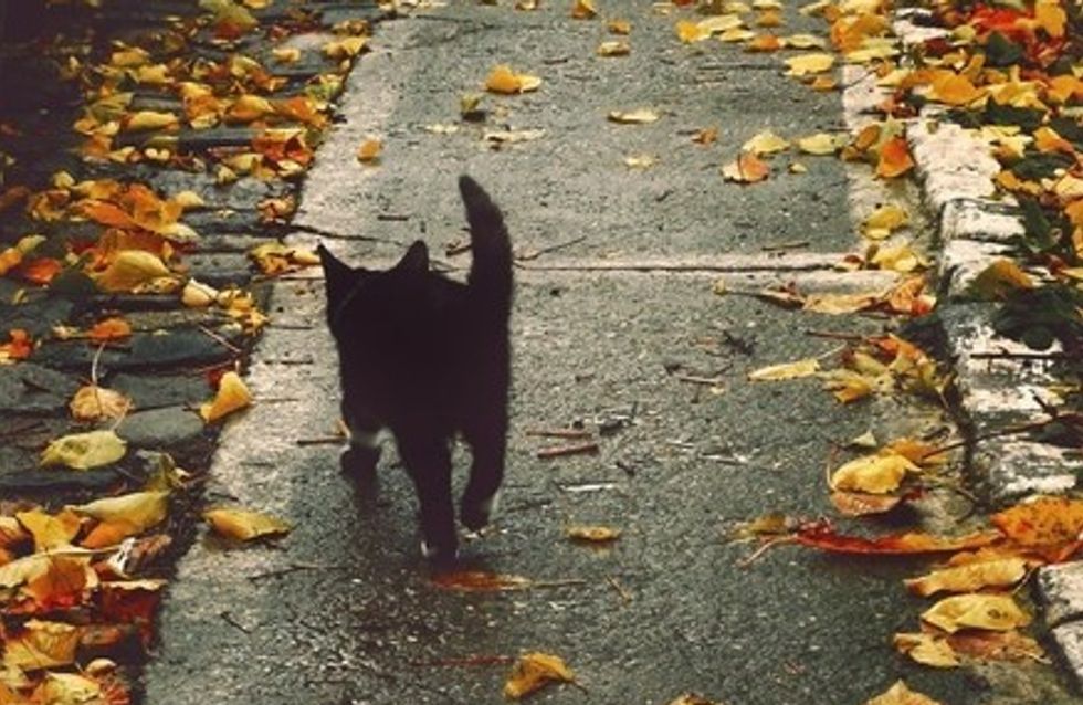 Gatinhos pretos comemorando o Halloween