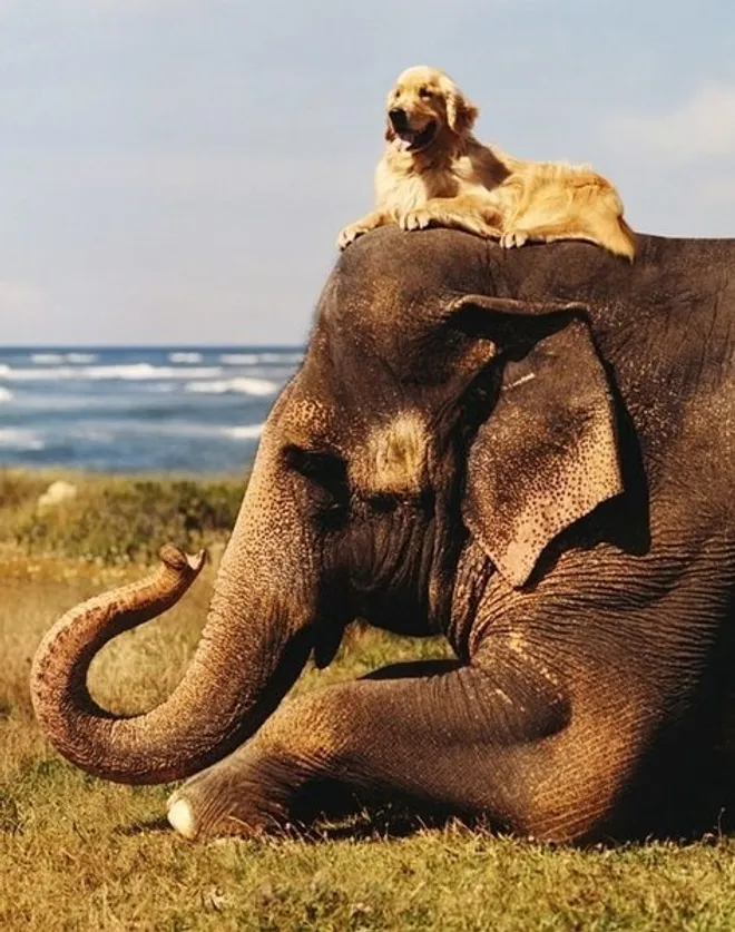 Amizades inusitadas do mundo animal que vão derreter seu coração