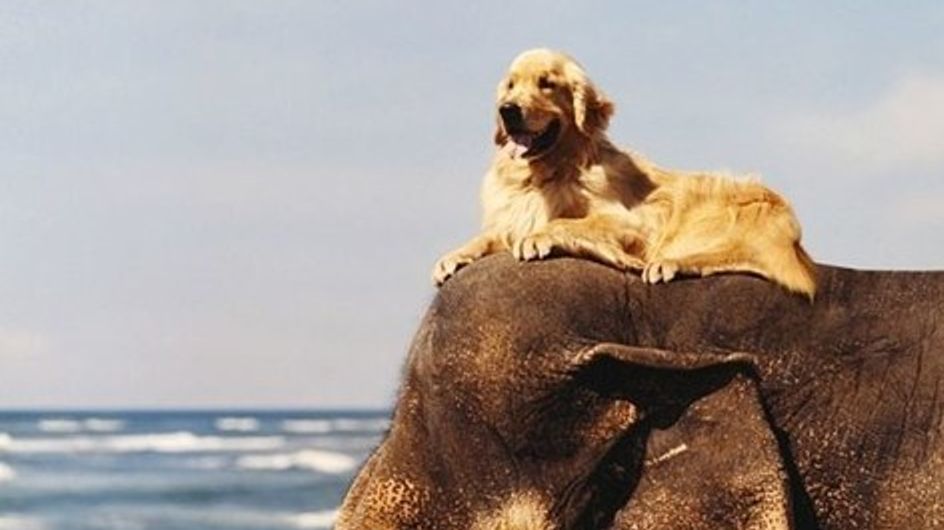 Amizades inusitadas do mundo animal que vão derreter seu coração