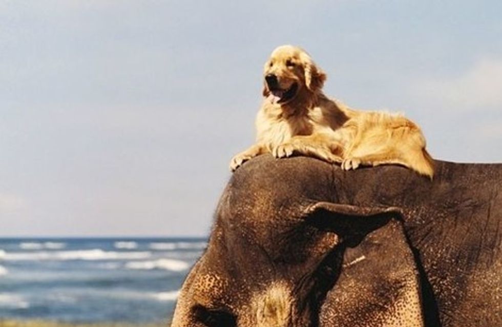 Amizades inusitadas do mundo animal que vão derreter seu coração
