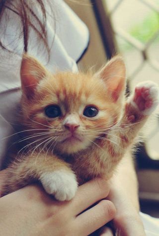 Haters gona Hate! Por que gatos são os melhores pets <3