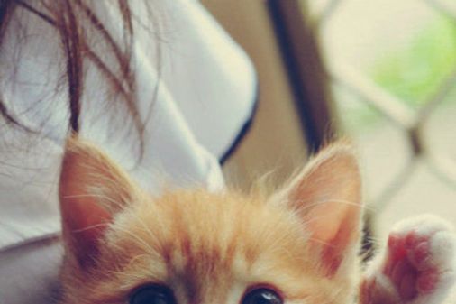 Haters gona Hate! Por que gatos são os melhores pets <3