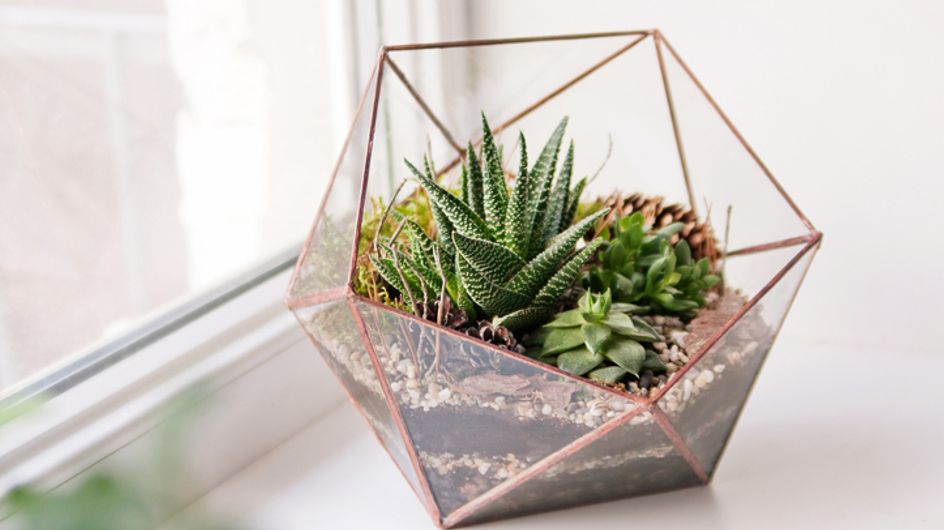 DIY: enfeite a casa com suculentas