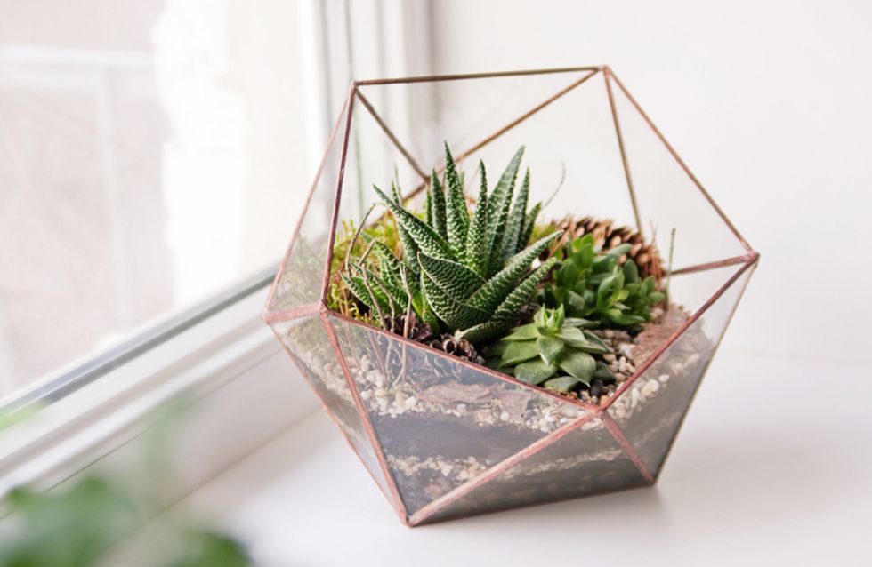 DIY: enfeite a casa com suculentas