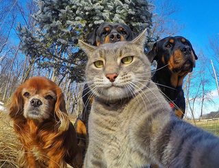Selfies animais