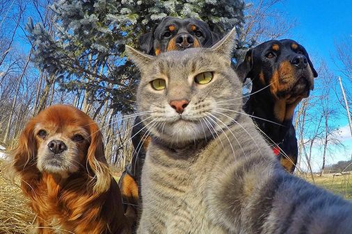 Selfies animais