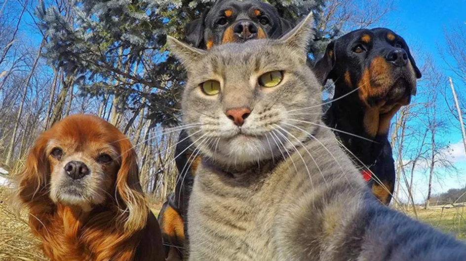 80+ selfies de animais (!) para alegrar seu dia