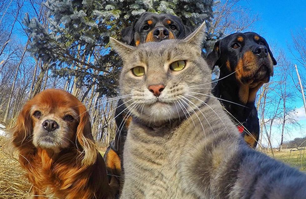80+ selfies de animais (!) para alegrar seu dia