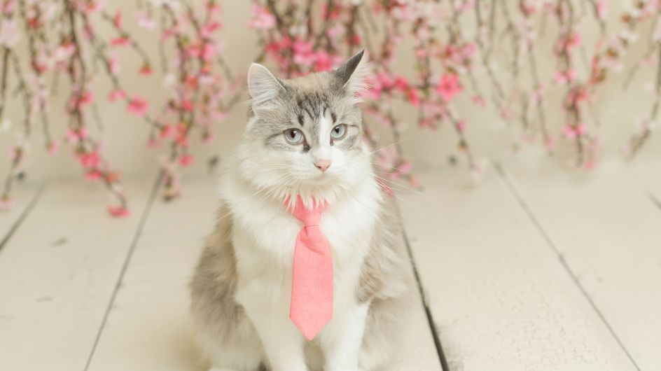 Perros y gatos con corbata, ¡listos para ir a la oficina!