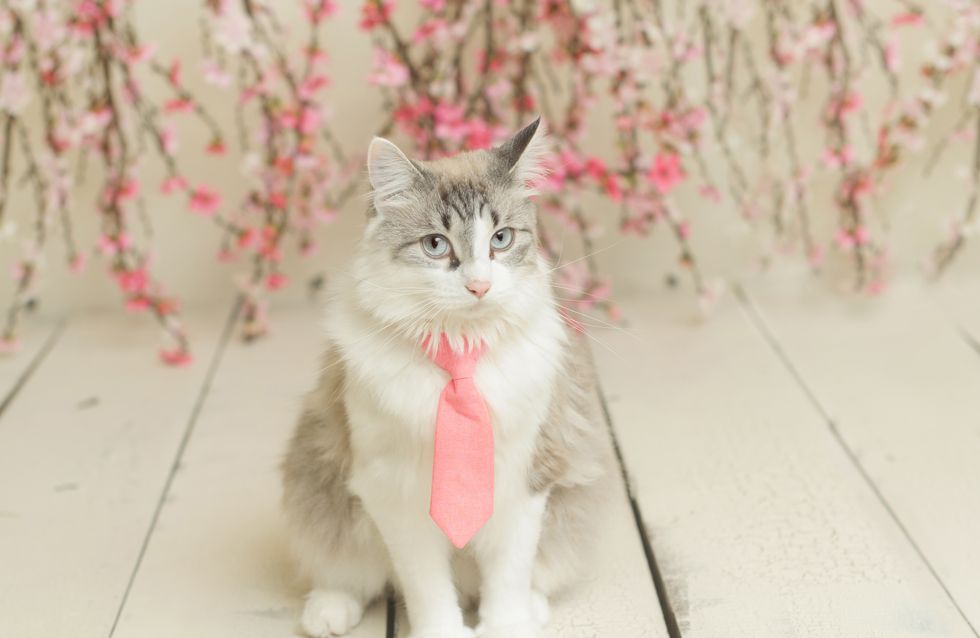 Perros y gatos con corbata, ¡listos para ir a la oficina!