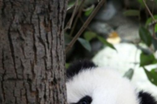 Cute animal pictures: 150 of the cutest animals!