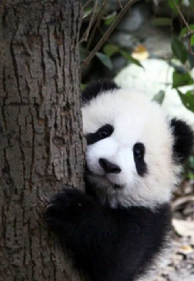 Cute animal pictures: 150 of the cutest animals!