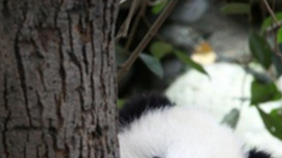 Cute Animal Pictures: 150 Of The Cutest Animals!
