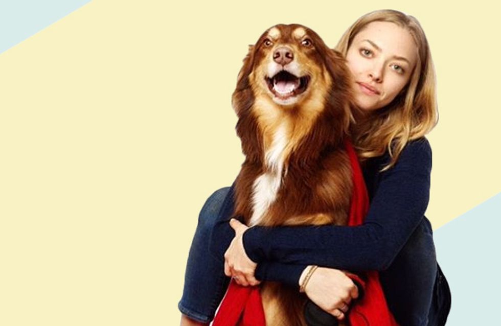 Pets de famosos que têm conta própria no Instagram