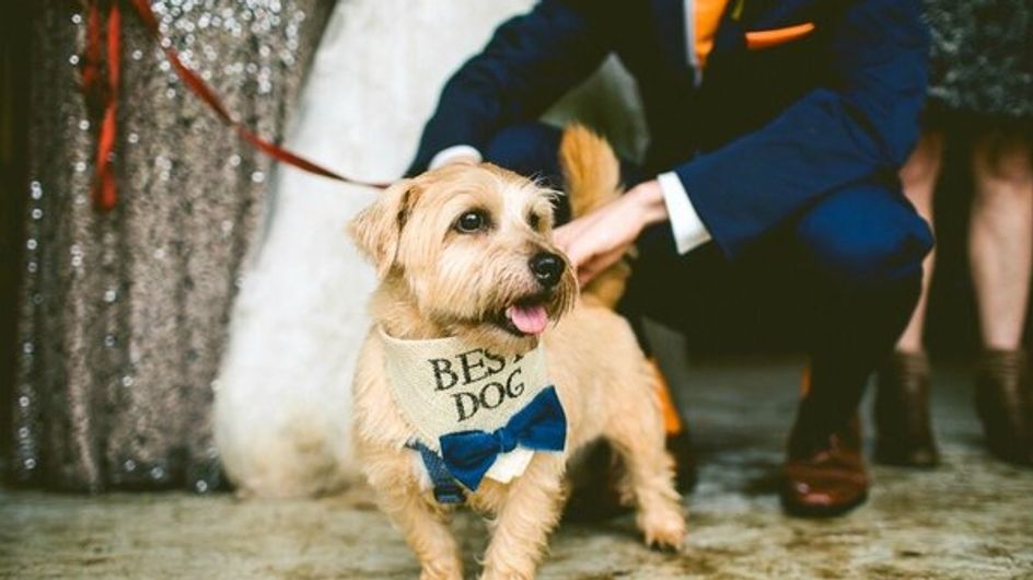 #Instadog: las mejores fotos de perritos participando en bodas