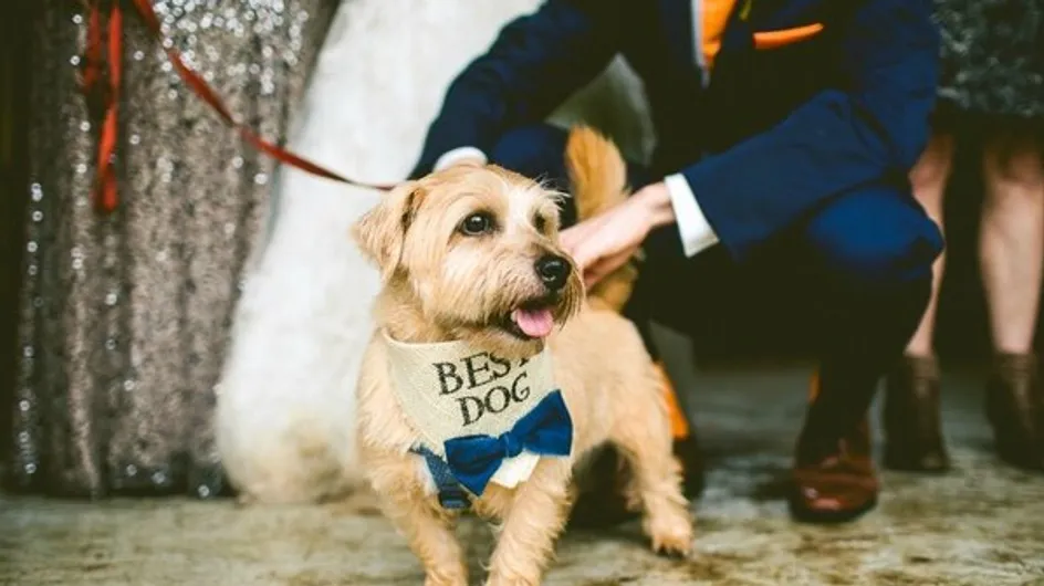 #Instadog: las mejores fotos de perritos participando en bodas