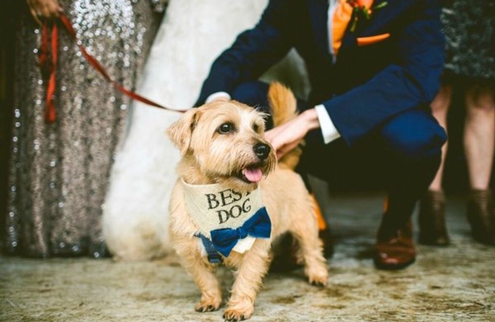 #Instadog: las mejores fotos de perritos participando en bodas