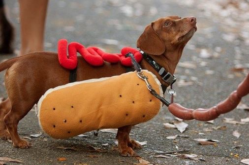 Los mejores disfraces para perros