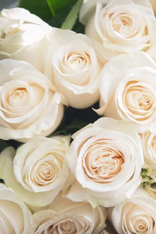 Rose blanche, rose colorée, fleur du jardin : le langage des ..., image size:320x480