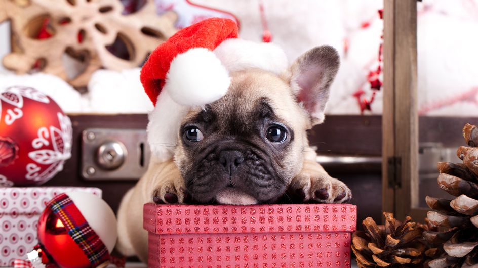 Regalos de Navidad para perros y gatos