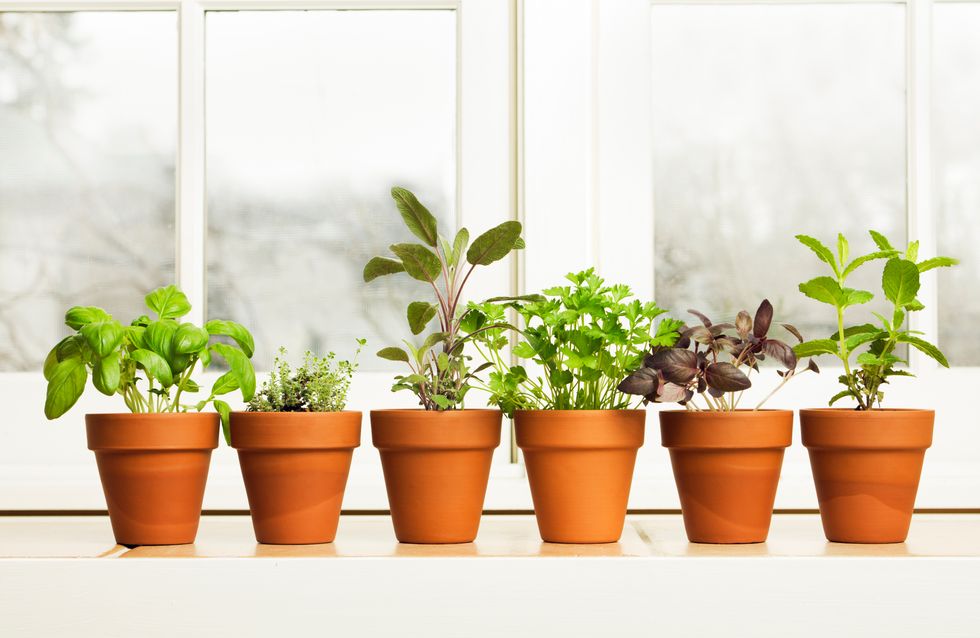 Foods that you can easily grow at home