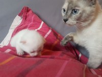 Siamois Entierement Blanc Qui Ne Se Pigmente Pas