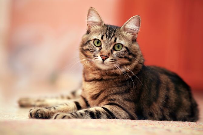 Siete vidas tiene un gato...