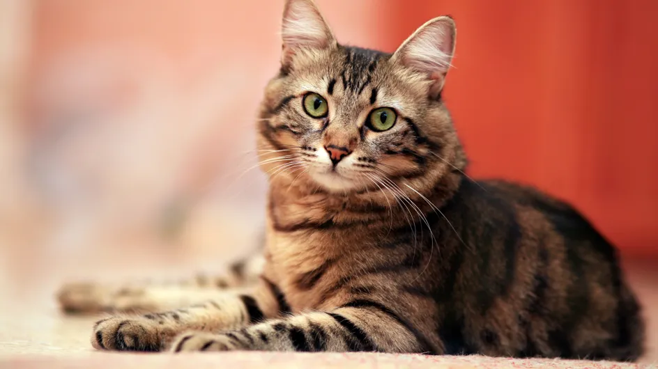 30 curiosidades sobre los gatos que te van a sorprender