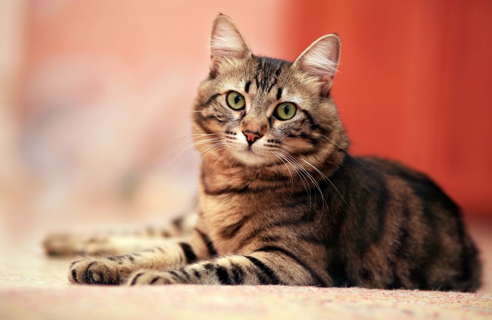 30 curiosidades sobre los gatos que te van a sorprender