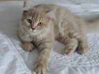 Couleur Des Yeux De Mon Chaton