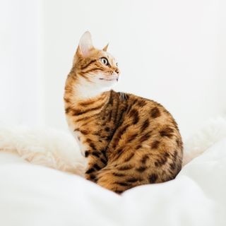 Die süßesten und schönsten Tiere auf Instagram