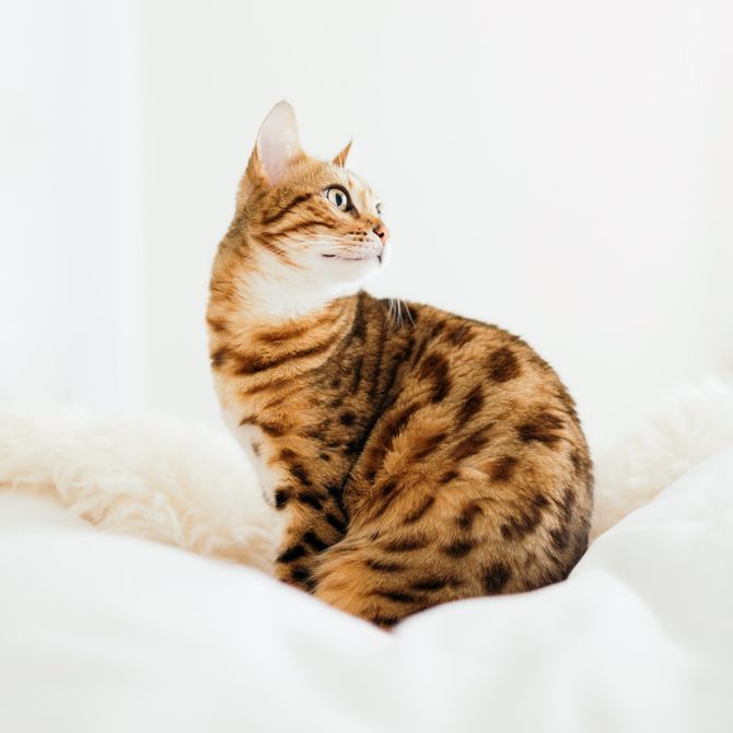 Die süßesten und schönsten Tiere auf Instagram