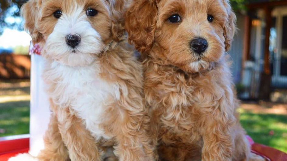 Nuevos cruces de perros que se están haciendo famosos