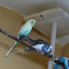 Meine kleinen Freunde