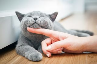 101 fotos de gatos más adorables de Instagram