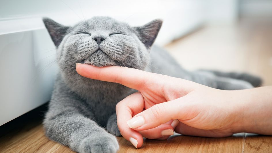 Las fotos de gatos más adorables de Instagram