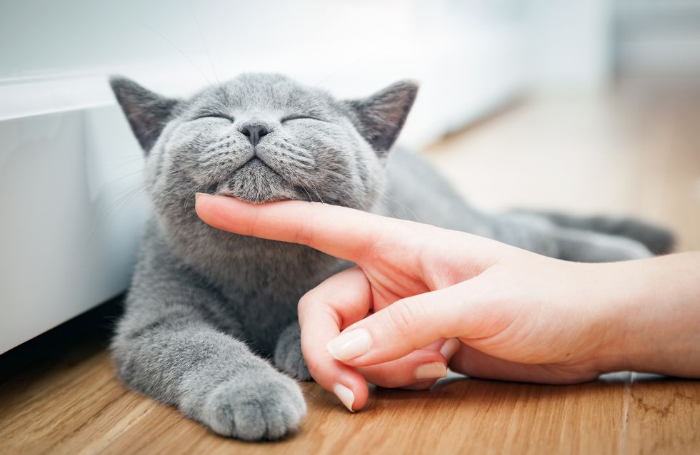 Las fotos de gatos más adorables de Instagram