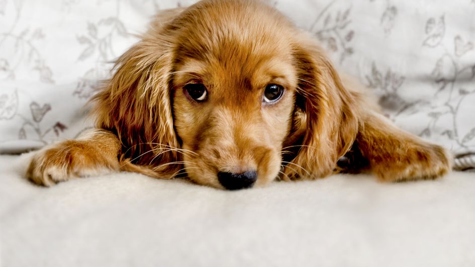 Schon gewusst? Diese 10 Dinge mag dein Hund nicht