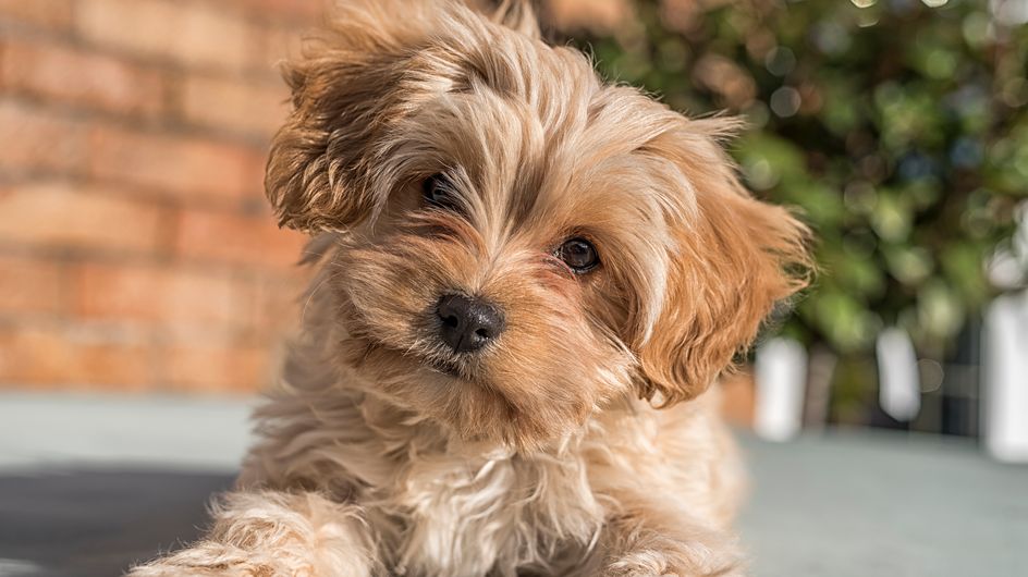 Del Cavapochon al Ridgeback, 30 razas de perro que ni conocías ni sabrás pronunciar