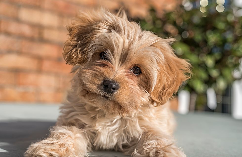 Del Cavapochon al Ridgeback, 30 razas de perro que ni conocías ni sabrás pronunciar