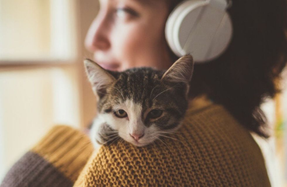 Das ist die perfekte Katze für dein Sternzeichen
