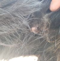 A L Aide Svp Tique Sur Mon Chien