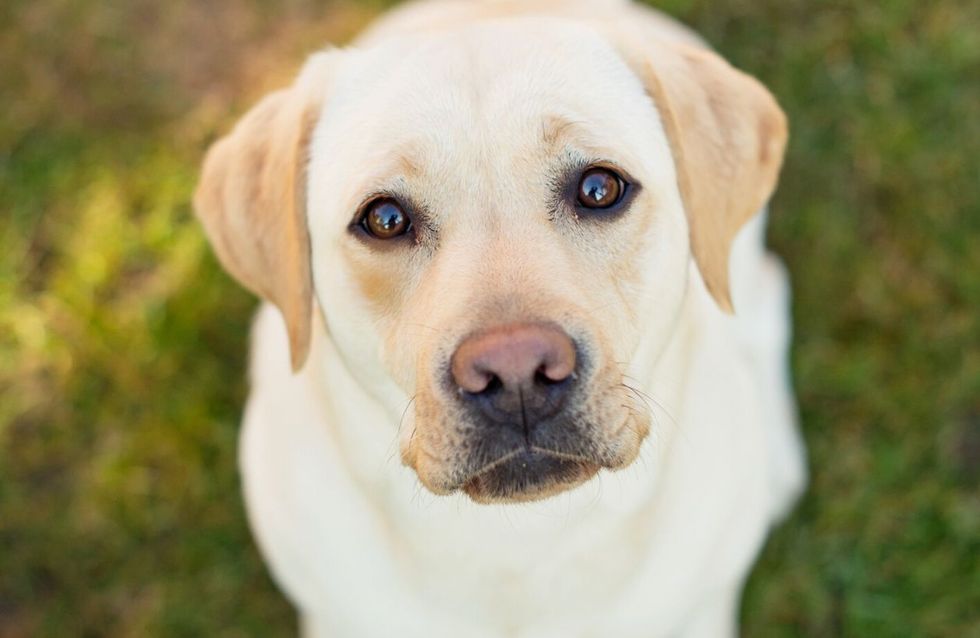 Achtung! Diese Lebensmittel sollten Hunde nicht fressen