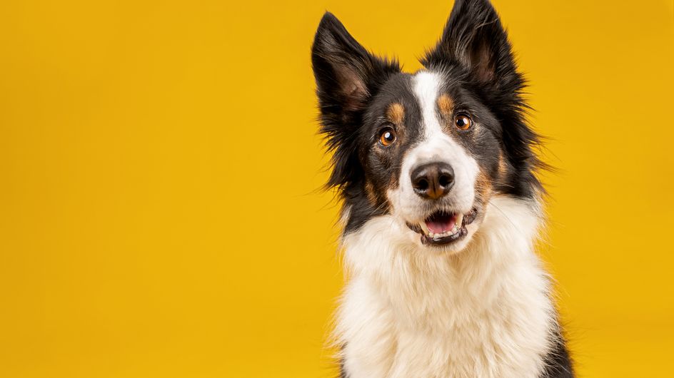 Race De Chien Les Plus Intelligent Votre chien fait-il partie des races les plus intelligentes